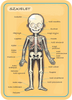 Układanka magnetyczna Ciało człowieka  - Janod 